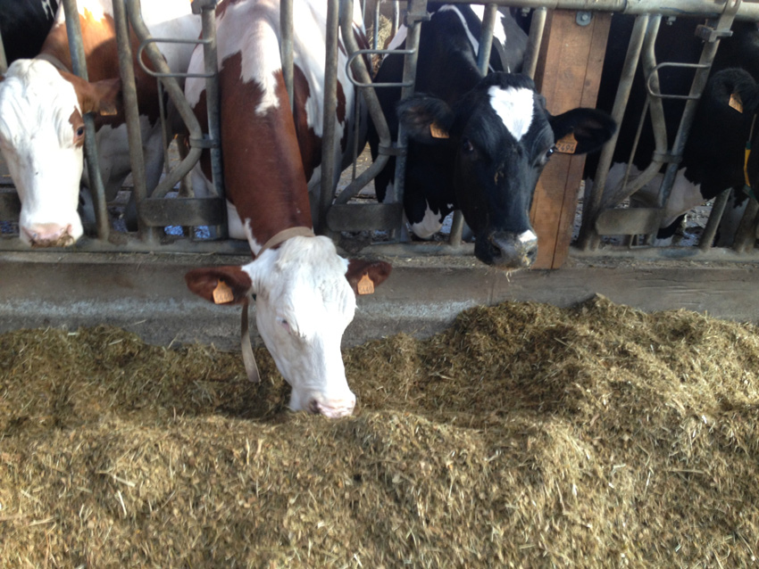 complementary feed for the well-start of young animals - cows eating