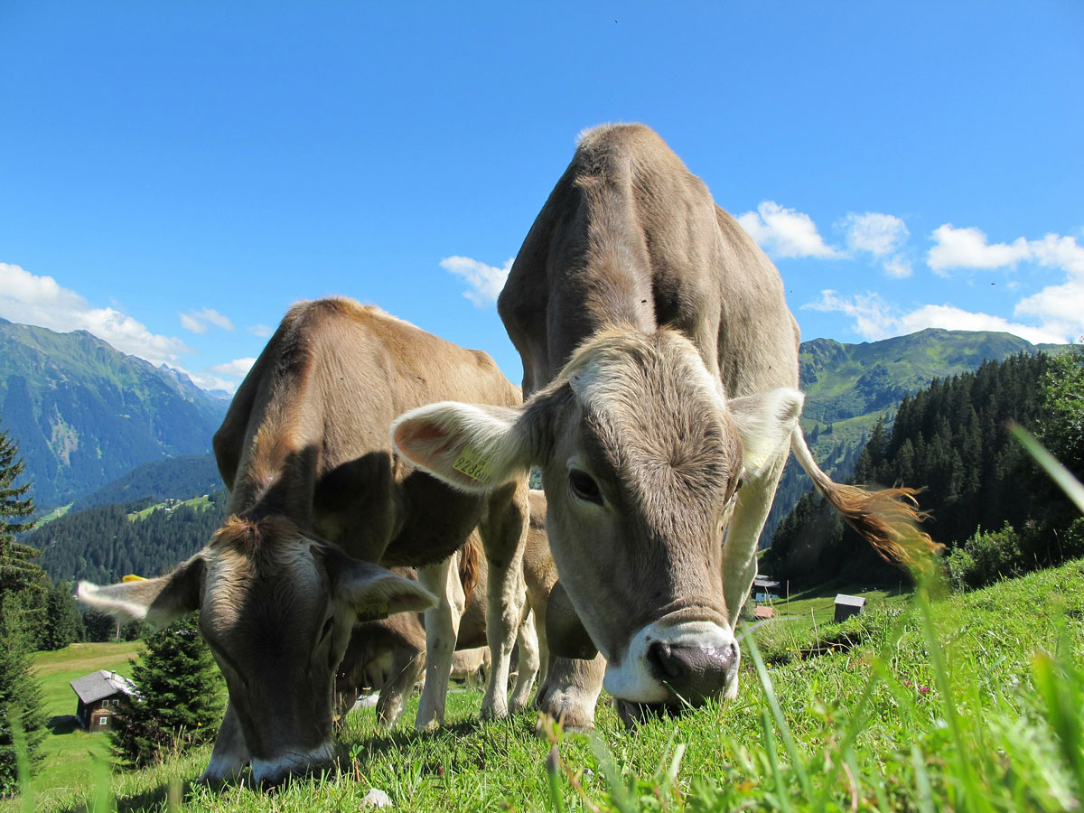 vaches à l'alpage - Suppléments nutritionnels pour animaux, polyphénols