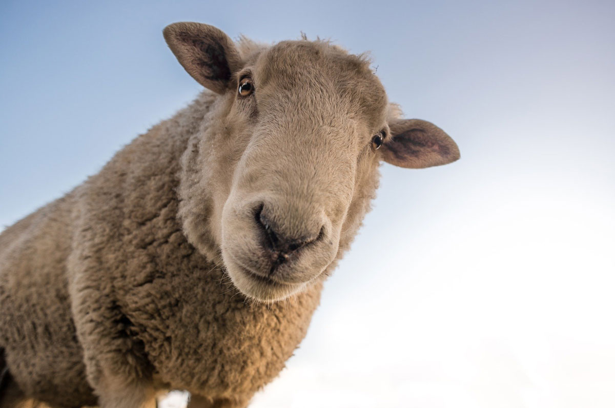 Sheep - Nutritional supplements for animals
