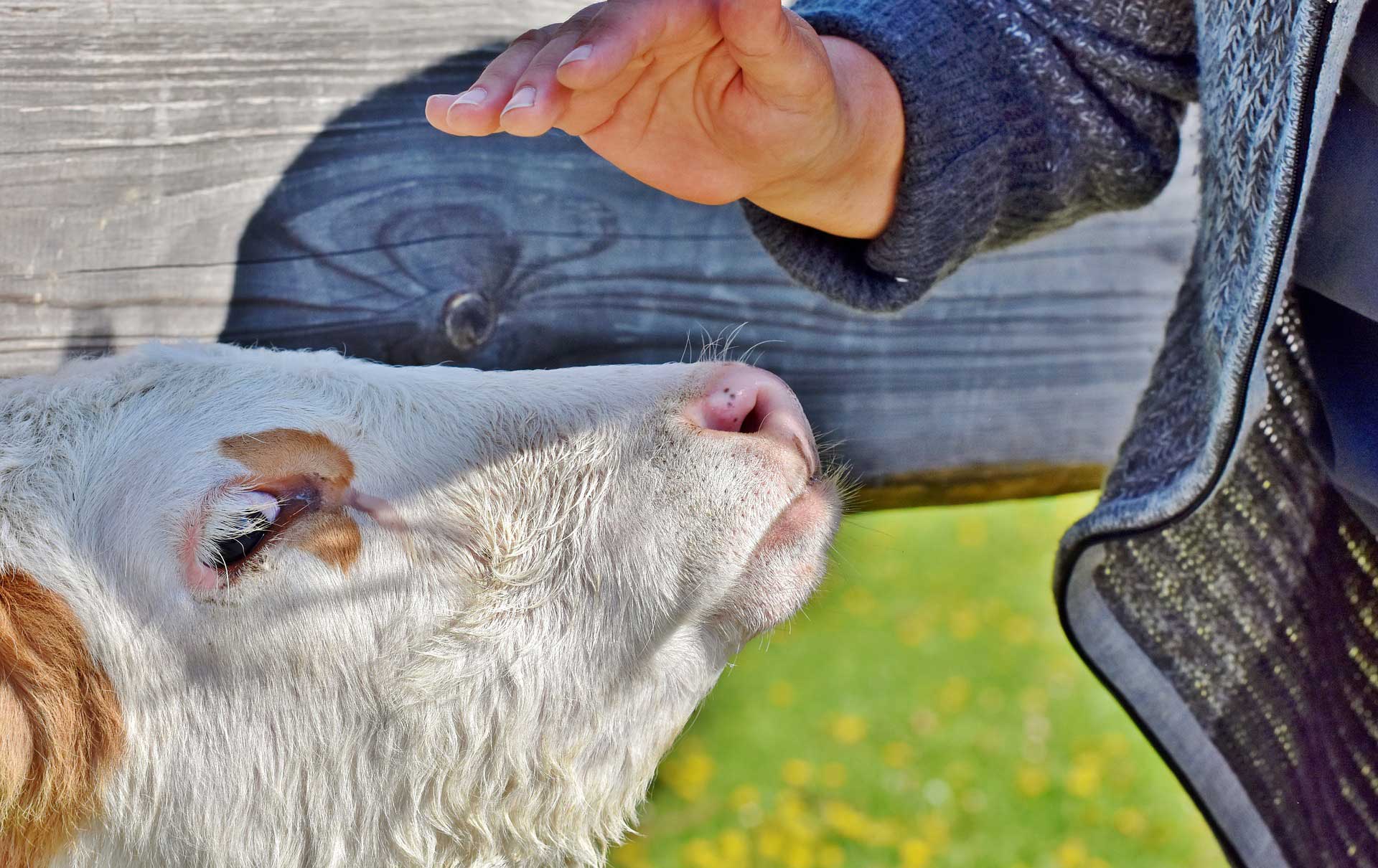 Suppléments nutritionnels pour animaux