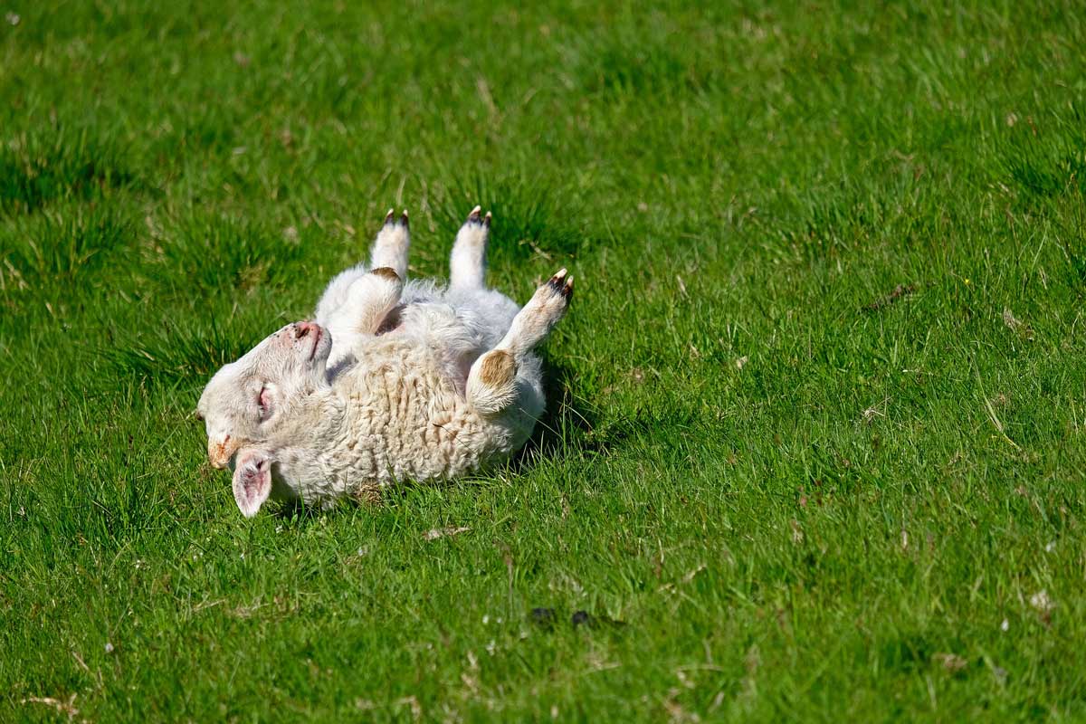 he well-start of young animals, healthy lamb