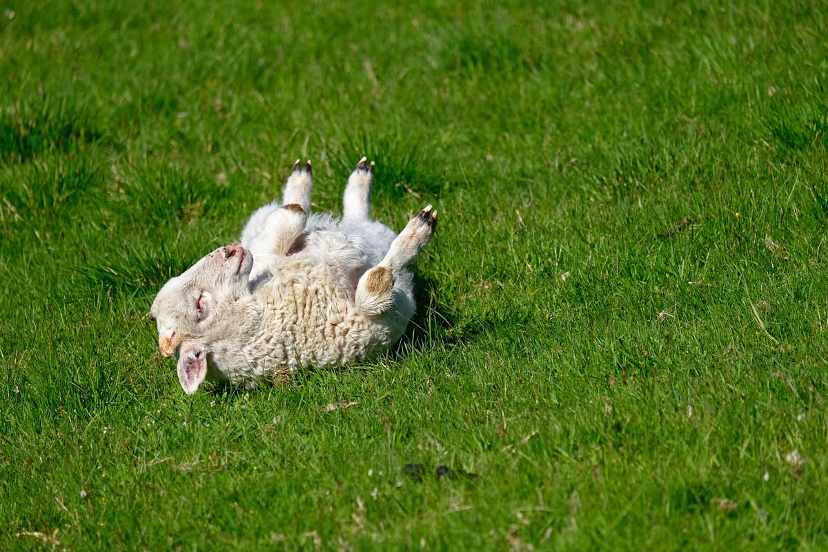 Le bon démarrage des jeunes animaux, mouton en pleine forme