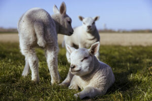 the well-start of young animals, healthy lambs in the meadow