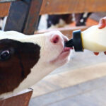 Hand feeding milk for little calf in farm