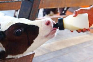 Quality water for breeding - bottle-fed calf