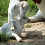 bon démarrage des jeunes animaux, chevreaux espiègles