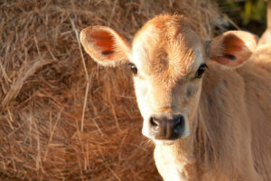 well-start of young animals - young calf