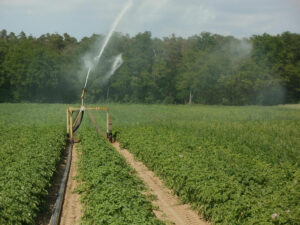 quality water for market gardening