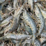 NPP Polyphénols naturels pour l'élevage de crevettes