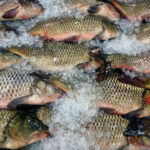 NPP Natural polyphenols in fish farming