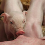NPP Polyphénols naturels pour l'élevage porcin