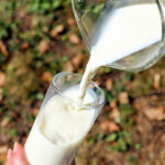 NPP Polyphénols naturels pour un lait de qualité